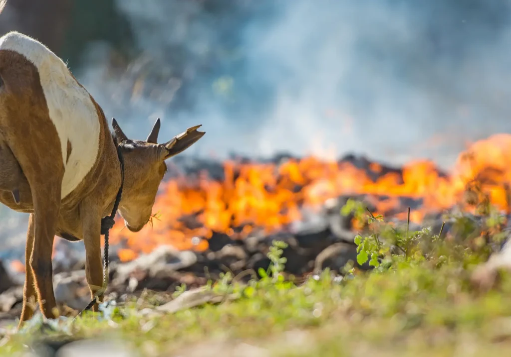 smoke-and-fire-detection-system-vsaas-for-telecom